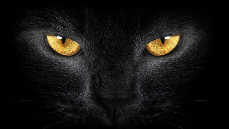 Кошка: святое существо или исчадие ада? - фото