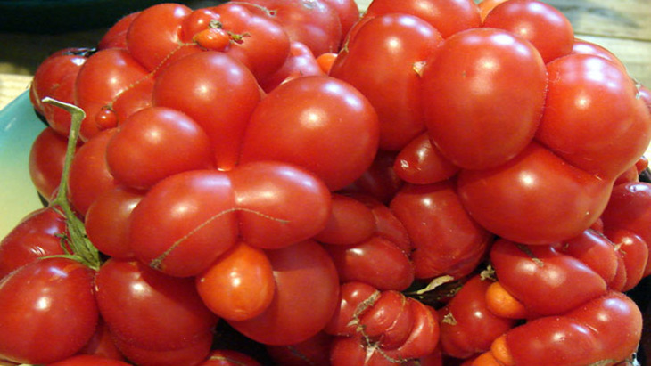 Зачем томатам «маски» - фото