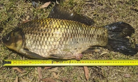 Биолог поймал самую большую золотую рыбку