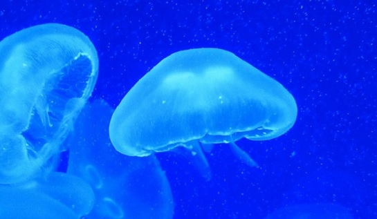 Появились стремительные медузы-киборги