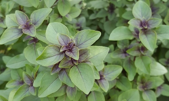 Названо растение, способное защитить мозг от старения - фото