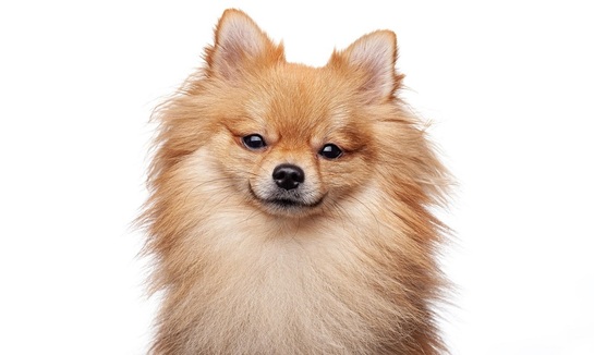 Кинологи назвали самые популярные породы собак у россиян в 2025 году - фото