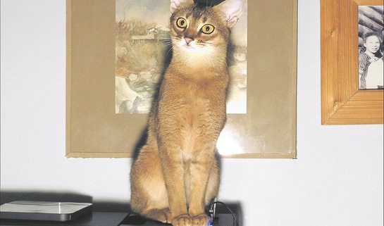 Один кот на 18 «квадратов» - фото