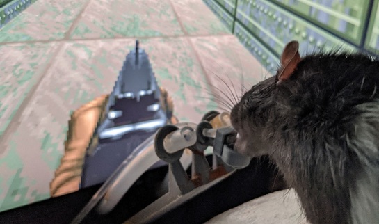 Крыс научили стрелять - фото