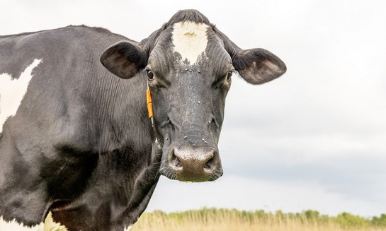 Мы пьем ненатуральное молоко? - фото