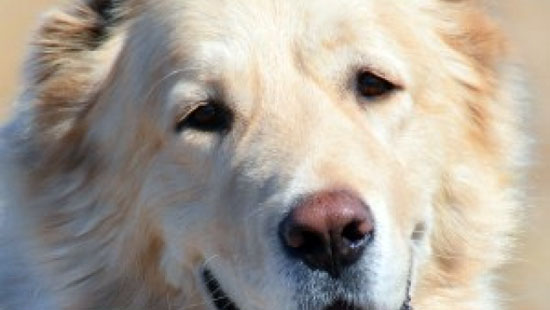 Победитель конкурса Самый лучший пес застрелен догхантерами в Волгодонске