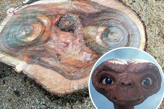Мистика: в Шотландии на дереве обнаружен портрет инопланетянина
