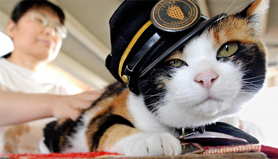 В Японии умершую кошку возвели в ранг божества