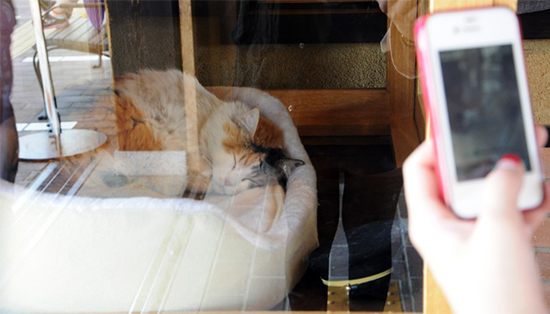 В Японии умершую кошку возвели в ранг божества