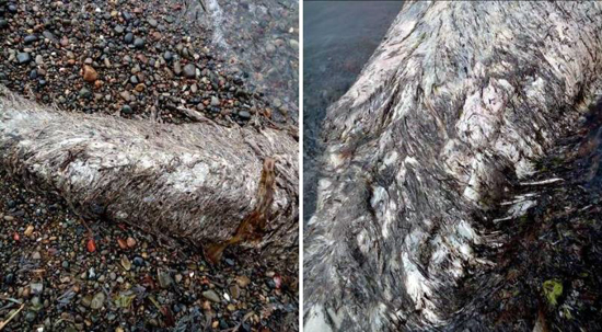 Сенсация: на Сахалине на берег выбросило останки Лох-несского чудовища
