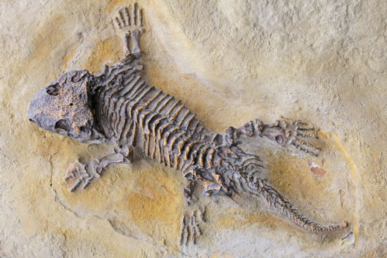 Найден скелет ящерицы, которая миллионы  лет назад ходила по воде, как по земле