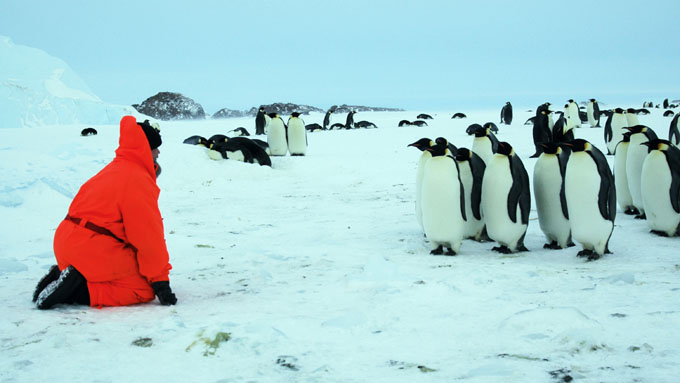 Пингвины охотно общаются с полярниками