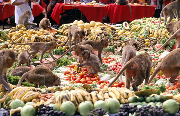 Тайские обезьяны пируют