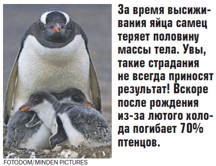 Значение пингвинов в природе. 20 Января пингвины. 20 Января праздник день пингвина. Международный день осведомленности о пингвинах. Пингвин и человек Дружба.
